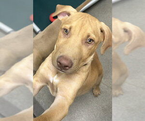 Black Mouth Cur-Unknown Mix Dogs for adoption in Sterling, MA, USA