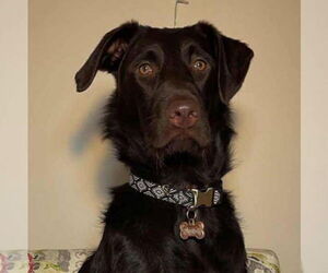 Labradoodle Dogs for adoption in Valrico, FL, USA