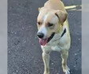 Labrador Retriever-Retriever  Mix Dogs for adoption in Bristol, CT, USA