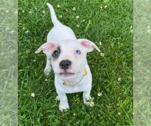 Mutt Dogs for adoption in Brooklyn Center, MN, USA