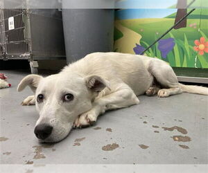 Great Pyrenees-Unknown Mix Dogs for adoption in Waco, TX, USA