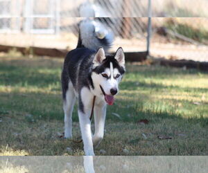 Siberian Husky Dogs for adoption in El Centro, CA, USA