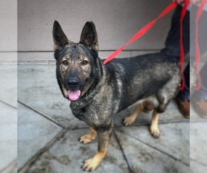 German Shepherd Dog Dogs for adoption in Campbell, CA, USA