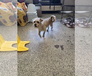 Mutt Dogs for adoption in Tempe , AZ, USA