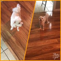 Maltese Dogs for adoption in Columbus, GA, USA