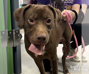 Chocolate Labrador retriever-Retriever  Mix Dogs for adoption in Washington, DC, USA