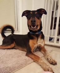 Doberman Pinscher-Unknown Mix Dogs for adoption in Surprise, AZ, USA