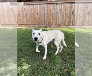 German Shepherd Dog-Unknown Mix Dogs for adoption in Plano, TX, USA