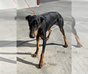 Doberman Pinscher Dogs for adoption in HESPERIA, CA, USA