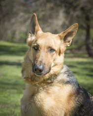 Medium Photo #1 German Shepherd Dog Puppy For Sale in Waco, TX, USA