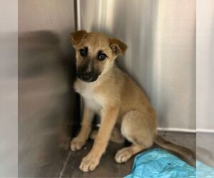 German Shepherd Dog-Unknown Mix Dogs for adoption in Conroe, TX, USA