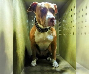 Mutt Dogs for adoption in Downey, CA, USA