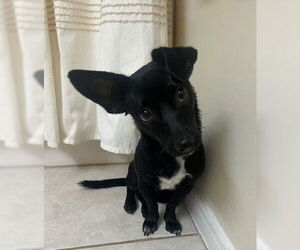 Chiweenie Dogs for adoption in Katy, TX, USA