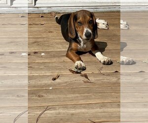 Bagle Hound Dogs for adoption in Winder, GA, USA
