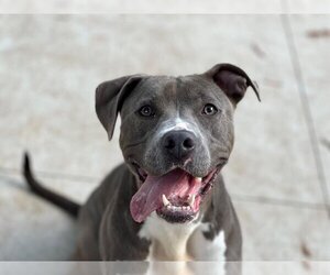 Labmaraner Dogs for adoption in Charlotte, NC, USA