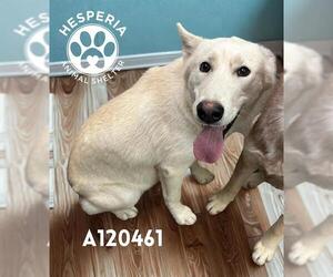 Siberian Husky Dogs for adoption in HESPERIA, CA, USA