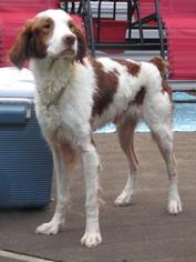 Brittany Dogs for adoption in Walnutport, PA, USA