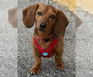 Dachshund Dogs for adoption in Mundelein, IL, USA