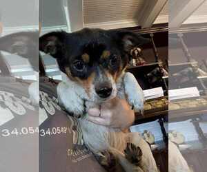 Chihuahua-Unknown Mix Dogs for adoption in Holly Springs, NC, USA