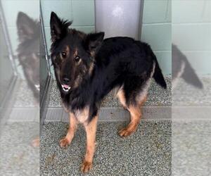 German Shepherd Dog-Unknown Mix Dogs for adoption in Salisbury, NC, USA