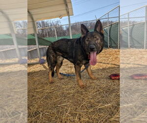 German Shepherd Dog Dogs for adoption in Evansville, IN, USA