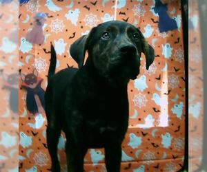 Black and Tan Coonhound Dogs for adoption in Tulsa, OK, USA