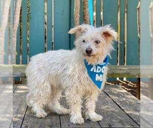 Maltese Dogs for adoption in Pacific Grove, CA, USA