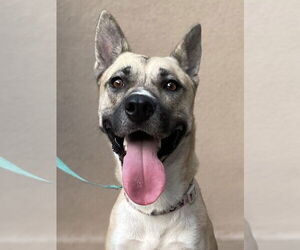 Huskies -Unknown Mix Dogs for adoption in New Orleans, LA, USA