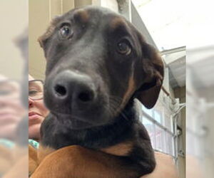 Doberman Pinscher Dogs for adoption in Salinas, CA, USA