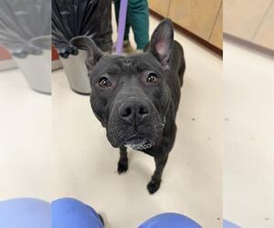 Mutt Dogs for adoption in Center Township, PA, USA