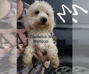 Maltipoo (Miniature) Dogs for adoption in Studio City, CA, USA