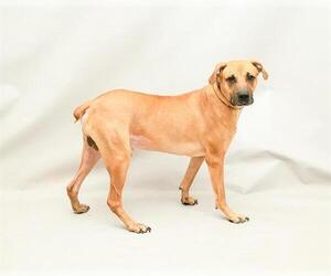 Black Mouth Cur-Unknown Mix Dogs for adoption in Sanford, FL, USA