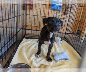 Miniature Bulldog Dogs for adoption in CRESCENT CITY, FL, USA