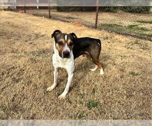 Mutt Dogs for adoption in Grovetown, GA, USA