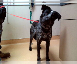 Mutt Dogs for adoption in Martinez, CA, USA