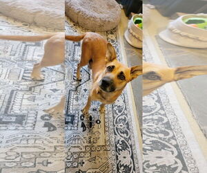 Shepradors Dogs for adoption in Princeton, MN, USA