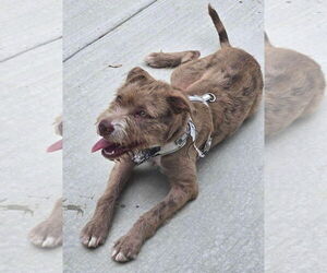 Mutt Dogs for adoption in Duluth, MN, USA