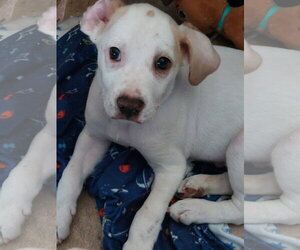 Catahoula Leopard Dog-Unknown Mix Dogs for adoption in Sanford, FL, USA