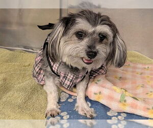 Mutt Dogs for adoption in Moreno Valley, CA, USA