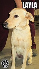 Labrador Retriever-Unknown Mix Dogs for adoption in wellington, CO, USA