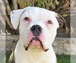 American Staffordshire Terrier-Bulldog Mix Dogs for adoption in Albuquerque, NM, USA