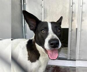 Mutt Dogs for adoption in Redlands, CA, USA
