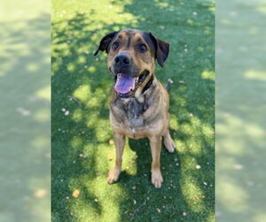 Labrador Retriever Dogs for adoption in Salinas, CA, USA