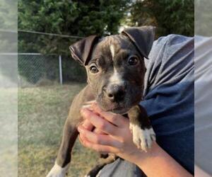 American Pit Bull Terrier Dogs for adoption in Rocky Mount, VA, USA