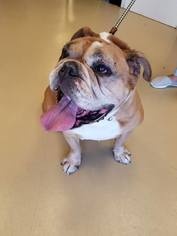 American Bulldog Dogs for adoption in See Website, CA, USA