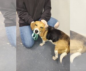 Beagle Dogs for adoption in Linton, IN, USA