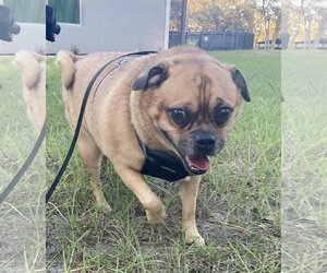 Puggle Dogs for adoption in Brooksville, FL, USA