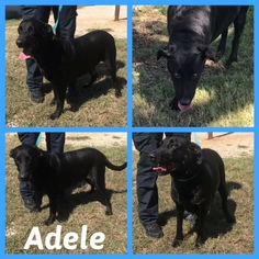 Labrador Retriever Dogs for adoption in Alvarado, TX, USA