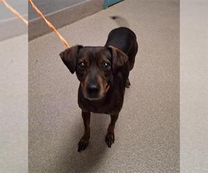 Chihuahua-Unknown Mix Dogs for adoption in Las Vegas, NV, USA