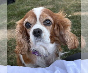 Cavalier King Charles Spaniel Dogs for adoption in Sioux Falls, SD, USA